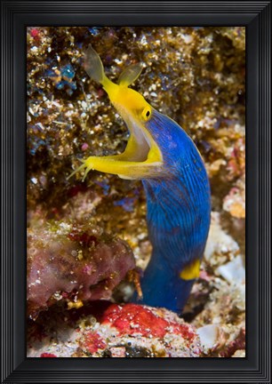 Framed Ribbon eel marine life Print
