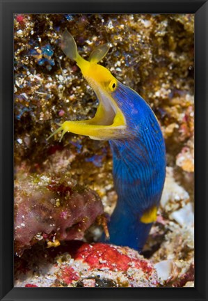 Framed Ribbon eel marine life Print