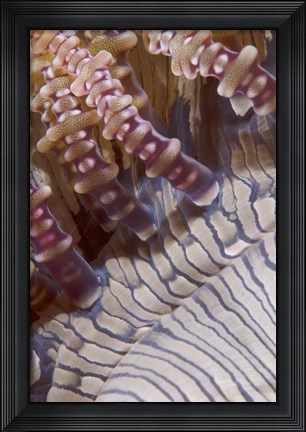 Framed Ringed tentacles, Marine life Print