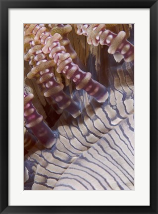 Framed Ringed tentacles, Marine life Print