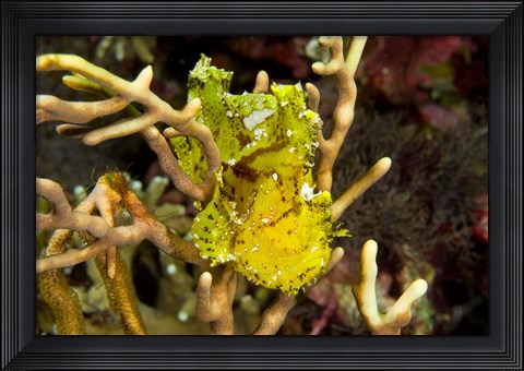 Framed Sailfin leaffish Print