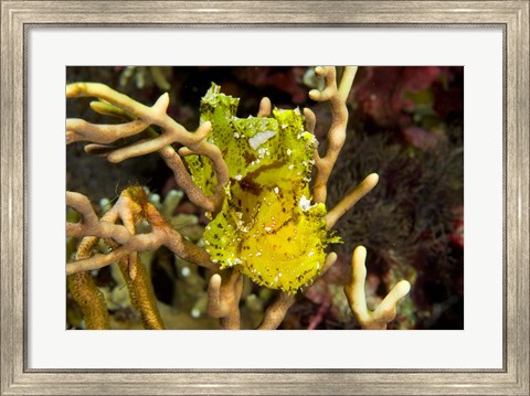 Framed Sailfin leaffish Print