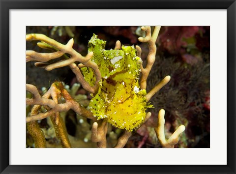 Framed Sailfin leaffish Print