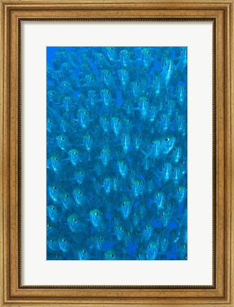 Framed Schooling ox-eyed scad fish Print