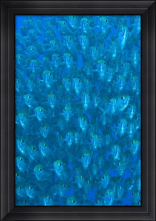 Framed Schooling ox-eyed scad fish Print