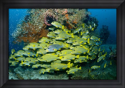 Framed Schooling sweetlip fish swim past coral reef, Raja Ampat, Indonesia Print