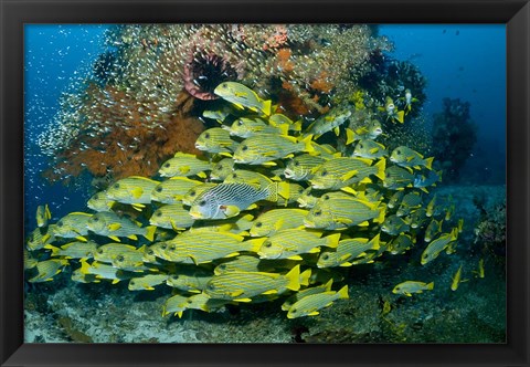 Framed Schooling sweetlip fish swim past coral reef, Raja Ampat, Indonesia Print