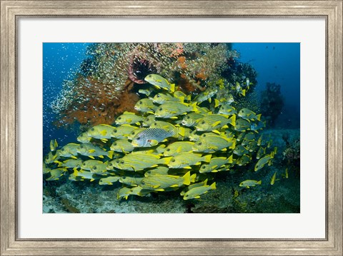 Framed Schooling sweetlip fish swim past coral reef, Raja Ampat, Indonesia Print