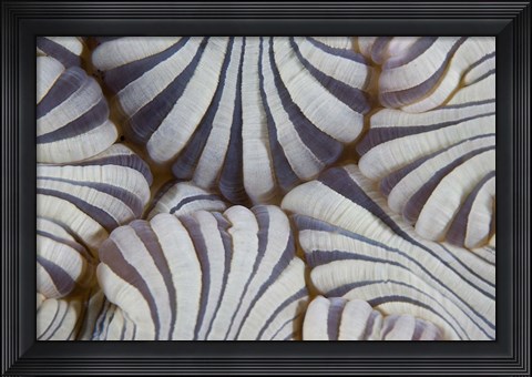 Framed Sea anemone, Marine life Print