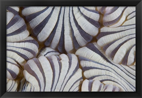 Framed Sea anemone, Marine life Print