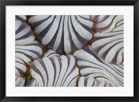 Framed Sea anemone, Marine life Print