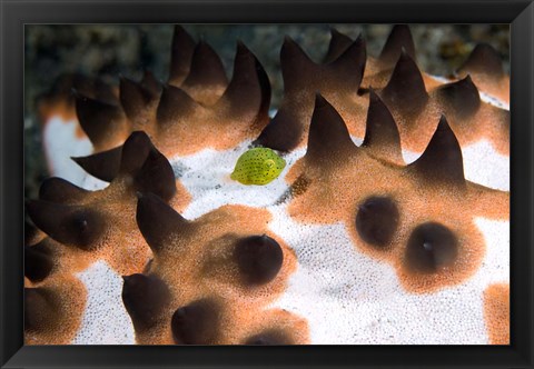 Framed Seastar, marine life Print