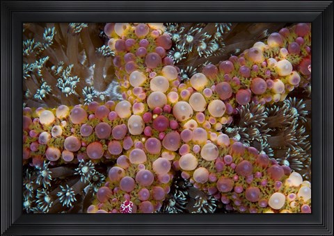 Framed Starfish Print