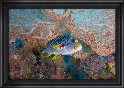 Framed Sweetlip fish, sea fan coral Print