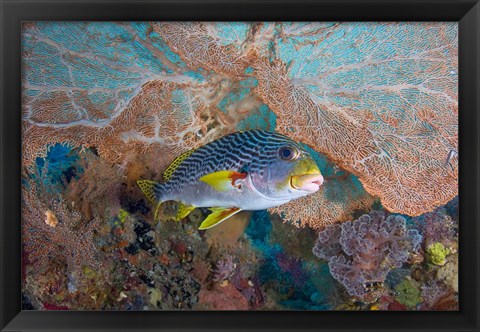 Framed Sweetlip fish, sea fan coral Print