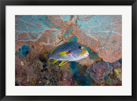 Framed Sweetlip fish, sea fan coral Print