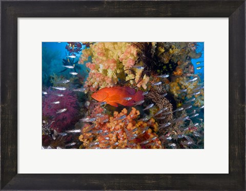 Framed Trout fish, glassfish, coral Print