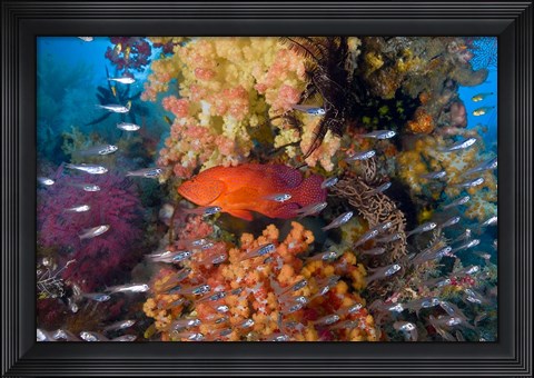 Framed Trout fish, glassfish, coral Print
