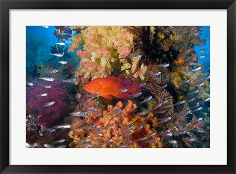 Framed Trout fish, glassfish, coral Print