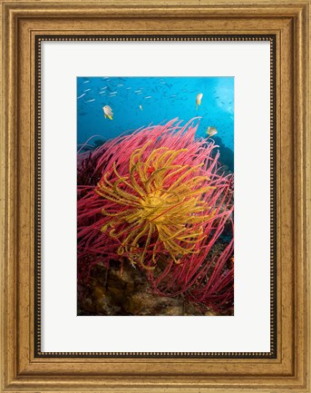 Framed Two varieties of feather star crinoids, Pisang Islands, Papua, Indonesia Print