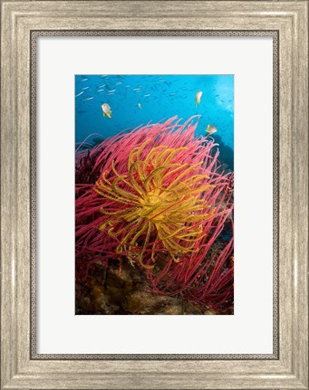 Framed Two varieties of feather star crinoids, Pisang Islands, Papua, Indonesia Print