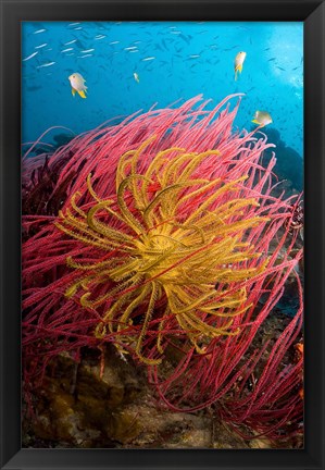 Framed Two varieties of feather star crinoids, Pisang Islands, Papua, Indonesia Print