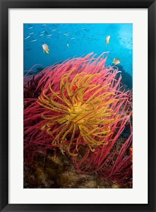 Framed Two varieties of feather star crinoids, Pisang Islands, Papua, Indonesia Print