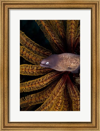 Framed White-eye moray eel and coral Print