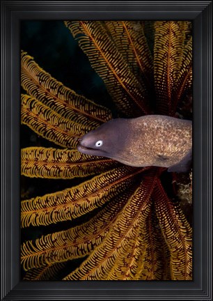 Framed White-eye moray eel and coral Print