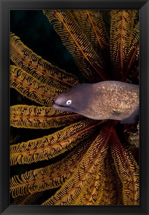 Framed White-eye moray eel and coral Print