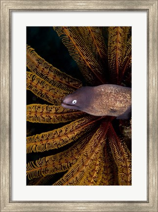 Framed White-eye moray eel and coral Print