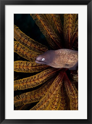 Framed White-eye moray eel and coral Print