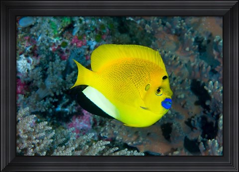 Framed Angelfish swims in coral reef Print