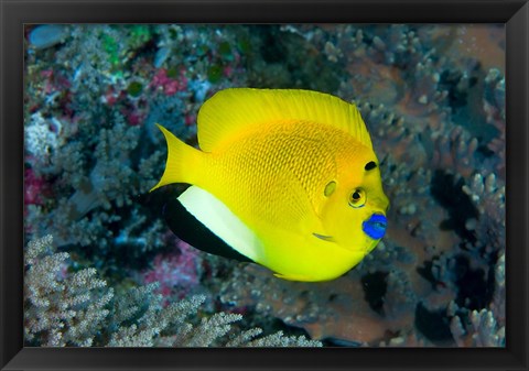 Framed Angelfish swims in coral reef Print