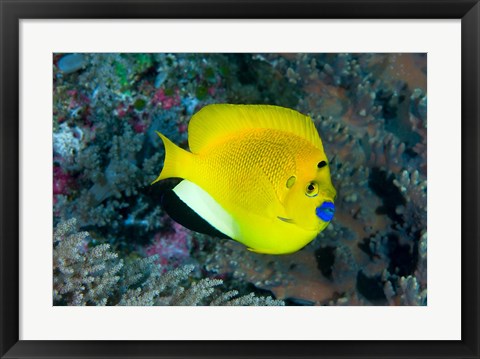 Framed Angelfish swims in coral reef Print