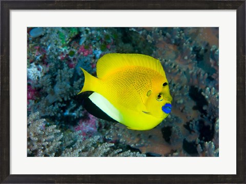 Framed Angelfish swims in coral reef Print