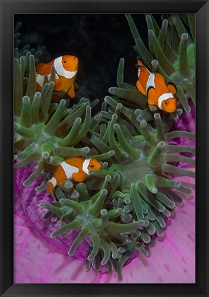 Framed Clownfish swim among anemone tentacles, Raja Ampat, Indonesia Print