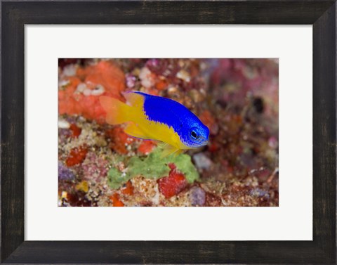 Framed Damselfish and coral reef Print