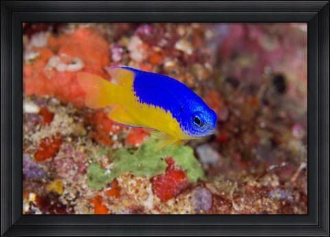 Framed Damselfish and coral reef Print