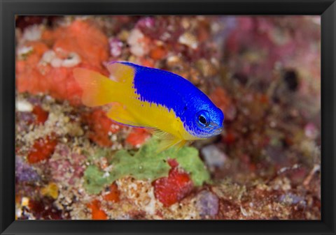 Framed Damselfish and coral reef Print