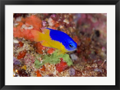 Framed Damselfish and coral reef Print