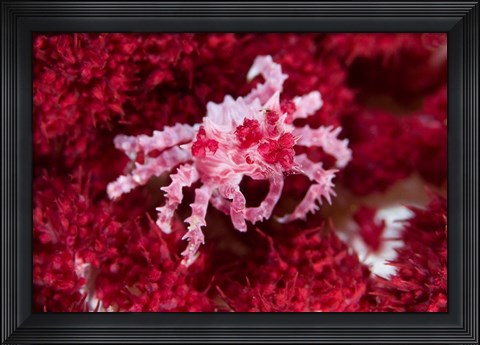 Framed Decorator crab, crustacean Print