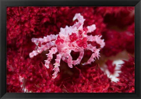 Framed Decorator crab, crustacean Print