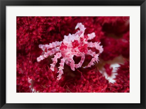 Framed Decorator crab, crustacean Print