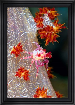 Framed Decorator crab, marine life Print