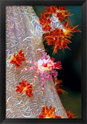 Framed Decorator crab, marine life Print