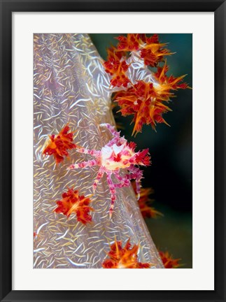 Framed Decorator crab, marine life Print