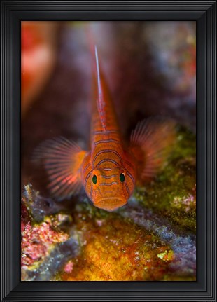 Framed Goby fish above coral Print