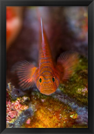 Framed Goby fish above coral Print