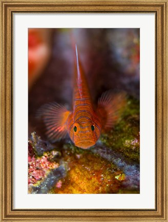 Framed Goby fish above coral Print
